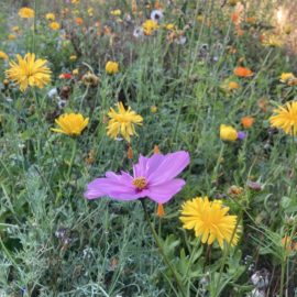 Insekten- und Bienenpatenschaften Insekten- und Bienenpatenschaften